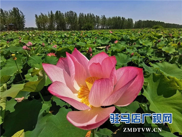 平舆县蓝天芝麻小镇天天水上乐园华美绽放，千亩荷塘荷花也妖艳开放