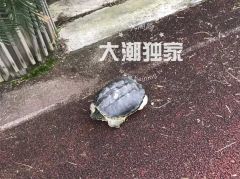小学操场突现外来巨龟！警方：别放生，建议红烧