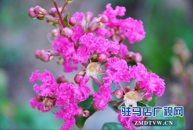 驻马店市区紫薇花开惹人醉