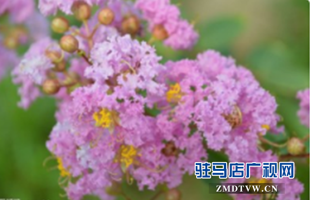 驻马店市区紫薇花开惹人醉