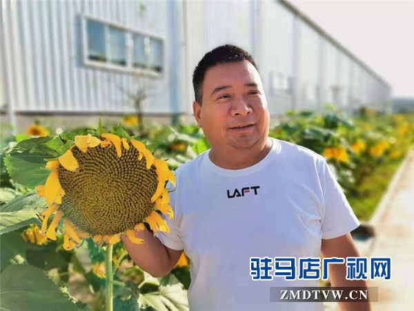 万亩葵田竞相绽放成浪漫和唯美 ，七天梦想免费之旅您准备好了么？