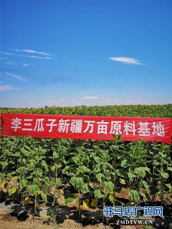 万亩葵田竞相绽放成浪漫和唯美 ，七天梦想免费之旅您准备好了么？
