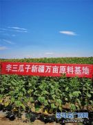 万亩葵田竞相绽放成浪漫和唯美 ，七天梦想免费之旅您准备好了么？