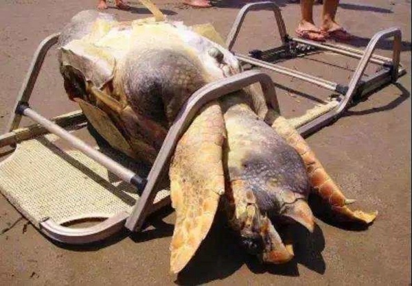 1562661039846504.jpg 1 (19).jpg