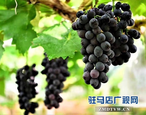 市人大常委会调研组到遂平县杰美葡萄庄园进行调研
