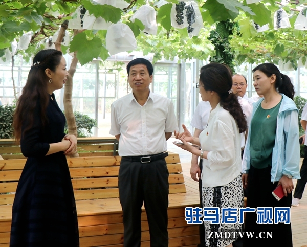 市人大常委会调研组到遂平县杰美葡萄庄园进行调研