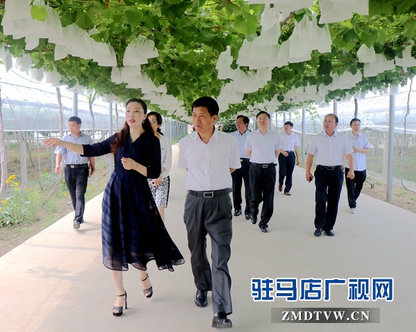 市人大常委会调研组到遂平县杰美葡萄庄园进行调研