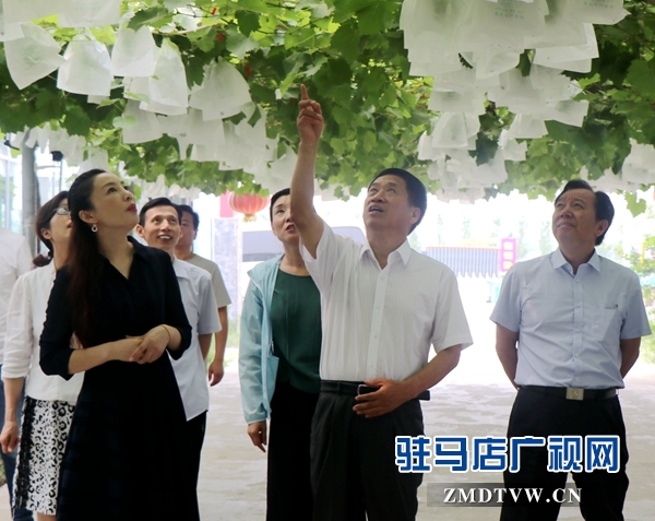 市人大常委会调研组到遂平县杰美葡萄庄园进行调研