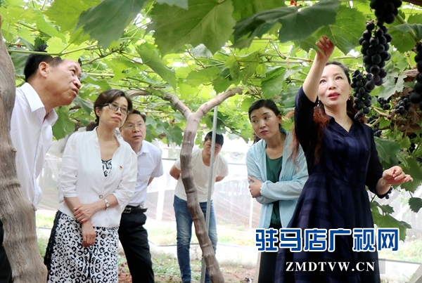 市人大常委会调研组到遂平县杰美葡萄庄园进行调研
