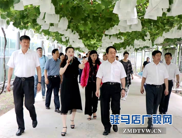 省政协副主席张亚忠到遂平县杰美葡萄庄园调研休闲农业发展工作