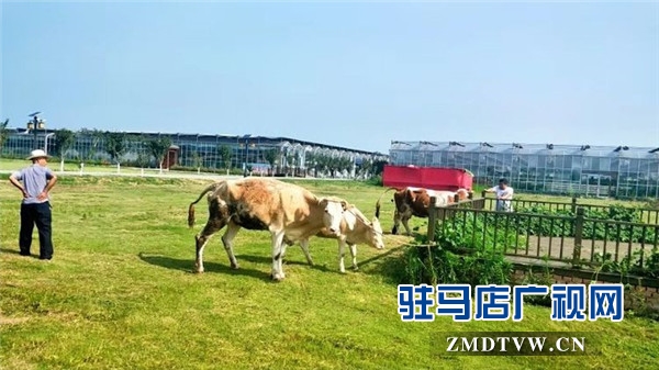 武汉旅游专列800余人赴平舆县蓝天芝麻小镇观光旅游开启蓝天芝麻小镇“旅游元年”