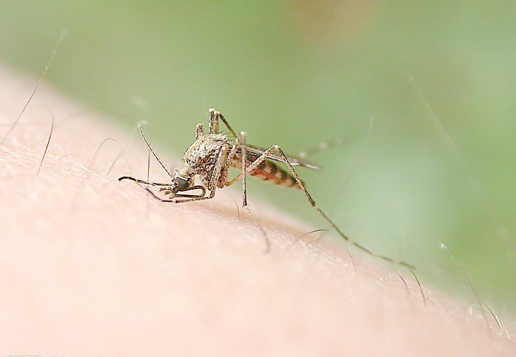 B族维生素、驱蚊手环……这些驱蚊方式蚊子们并不“买账”
