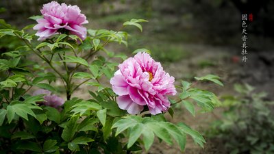 牡丹尚未“官宣”国花 投票只是问民意