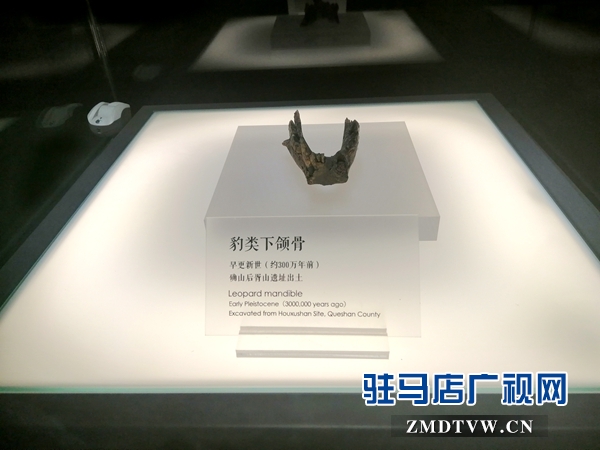 酷热暑期 市博物馆游客盈门