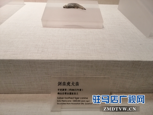 酷热暑期 市博物馆游客盈门
