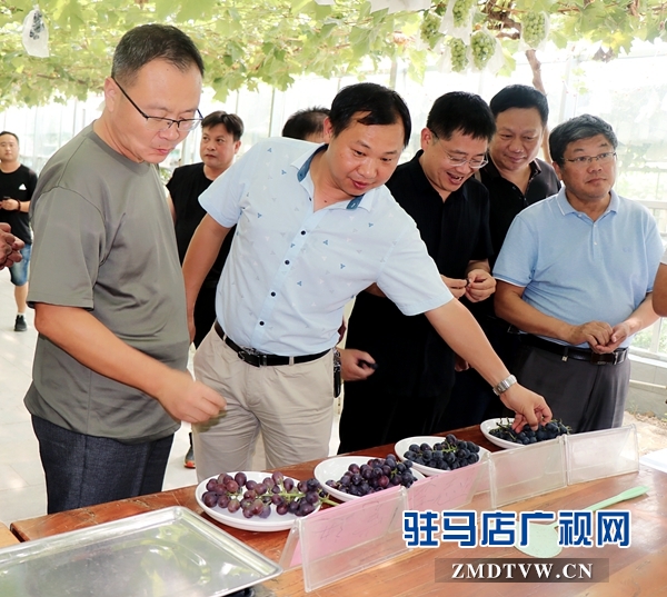 河南省农科系统(中南片) 专家组到杰美葡萄庄园参观交流