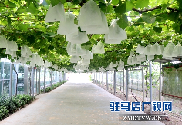 河南省农科系统(中南片) 专家组到杰美葡萄庄园参观交流