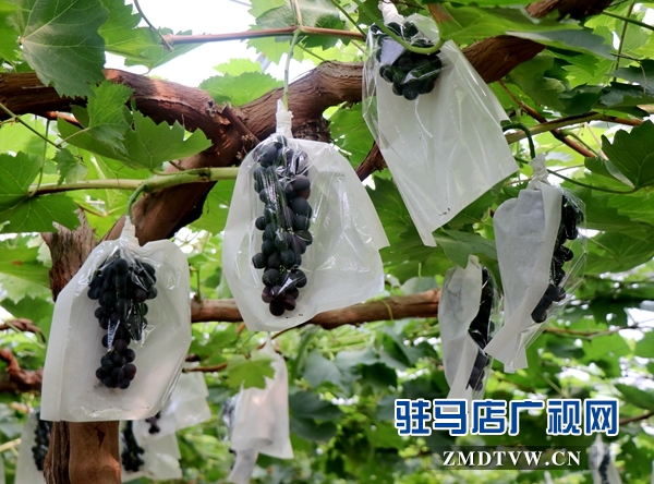 河南省农科系统(中南片) 专家组到杰美葡萄庄园参观交流