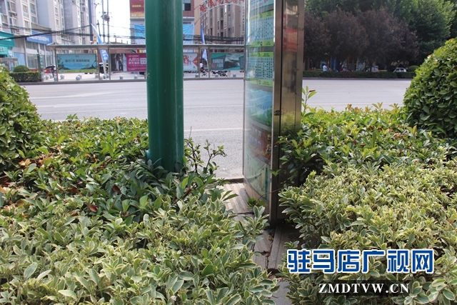 乐山大道慎阳路口公交站牌设置不合理    市民出行存隐患