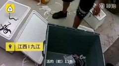 男子网购500多枚蛇蛋托运，天太热竟孵出11条眼镜蛇