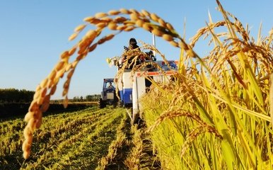 去年人均粮食产量472公斤 饭碗牢牢端在自己手中