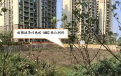 破坏红树林被中央领导批示，海南澄迈县政府却撒谎应付