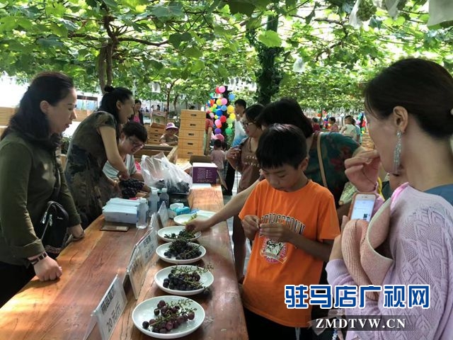 葡萄熟了！驻马店杰美葡萄庄园盛大开园