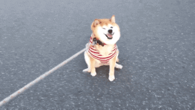 微信图片_20190813101011.gif