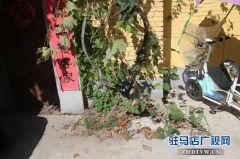 驻马店一市民自家栽种的葡萄白天竟被偷