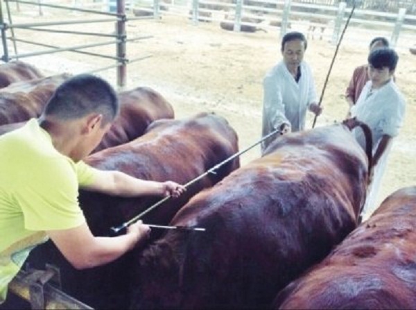 泌阳县国家级“肉牛核心育种场”通过现场验收