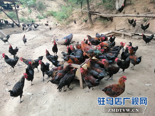 昔日穷得叮当响 今日脱贫当标兵