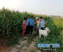 农妇哭诉丢羊苦 民警辛劳解民忧
