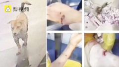 温州拟出新规每户限养一只狗，你怎么看