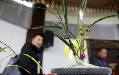 近千盆精品兰花绽放北京世园会