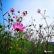 济南网红“花海”火了3天即被毁，网友称没想到这么快