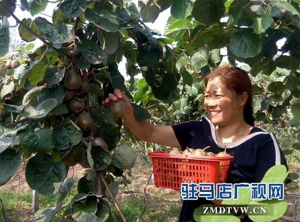 新蔡县杨集村的红心猕猴桃喊您来采摘