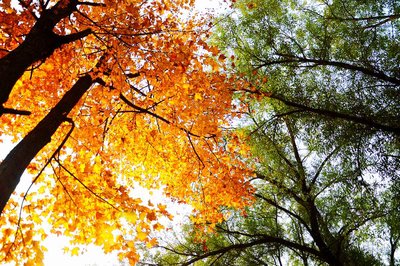 坚持夏秋并重 抓好关键技术落实