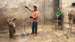 马戏团老虎出逃死亡背后：宿州“马戏之乡”的寒冬