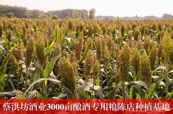 蔡洪坊手酿壹号荣获第20届布鲁塞尔国际烈酒大赛金奖