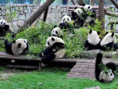 九寨沟等多景点国庆取消现场售票，全部网上预订