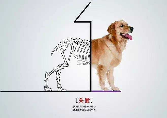 虐待动物，法律不会坐视不理