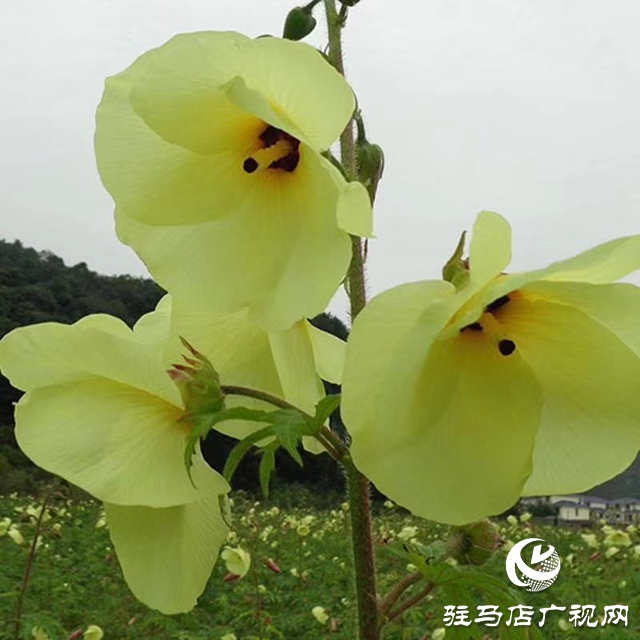 驻马店天中生态农业：努力为天中人民打造放心的“菜篮子”