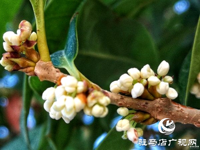 桂花飘香惹人醉 