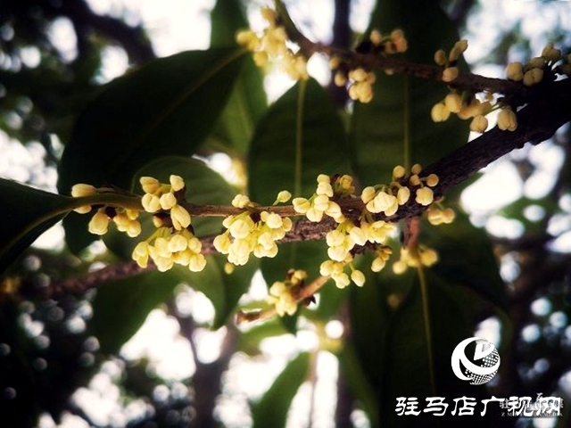 桂花飘香惹人醉 