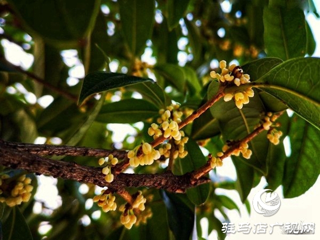 桂花飘香惹人醉 