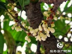 桂花怒放惹人醉
