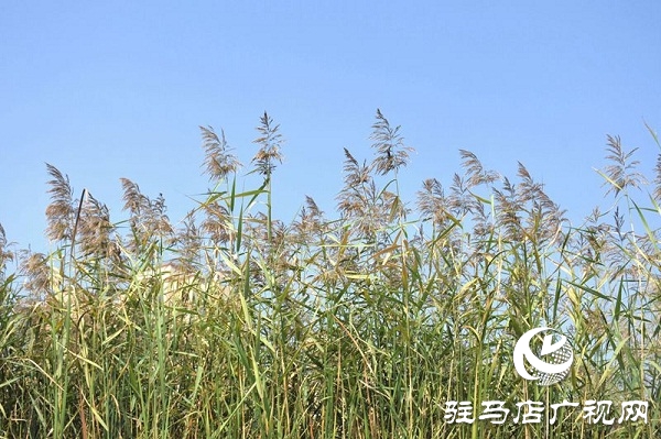 正阳：清水湾里生态美