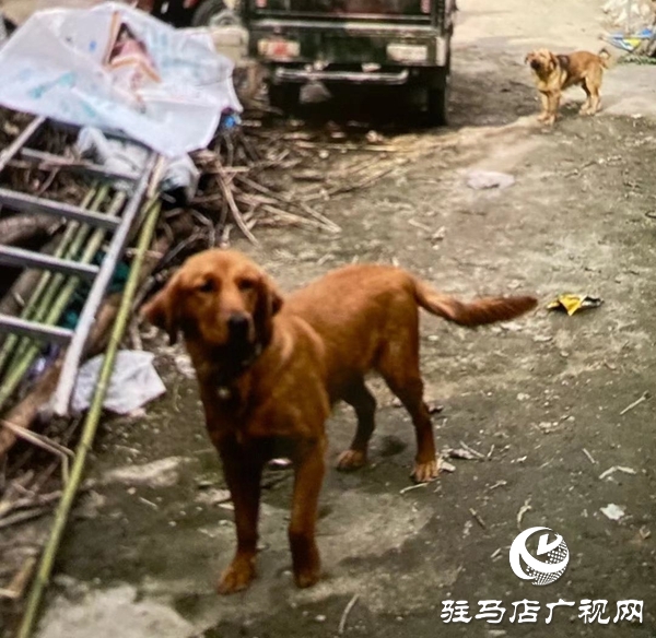 偷一只小狗 换10天拘留
