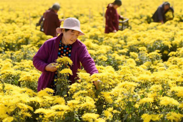 金丝皇菊扮靓四美乡村，拉动乡村振兴