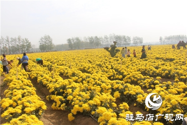 新蔡县关津乡首届菊花节开幕